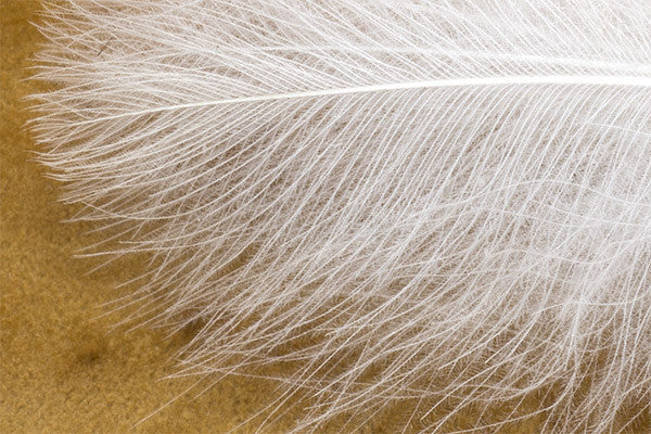 Troutline CDC Dyed Feathers Tier's Pack