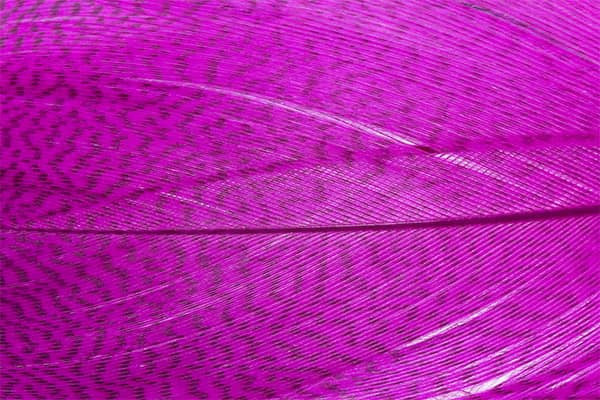 Troutline Premium Mallard Barred Feathers