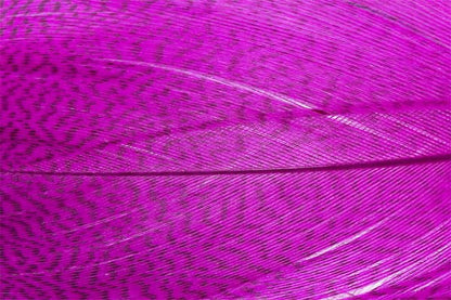 Troutline Premium Mallard Barred Feathers