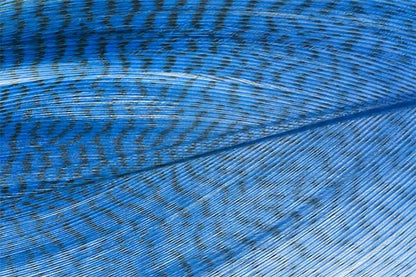 Troutline Premium Mallard Barred Feathers
