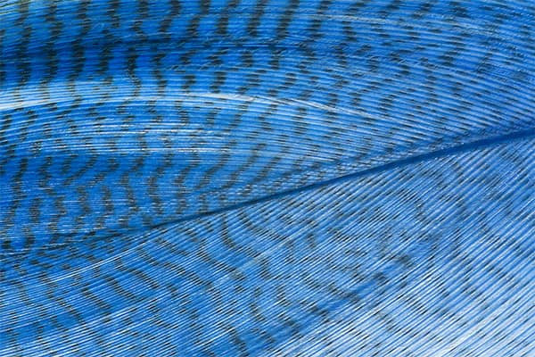 Troutline Premium Mallard Barred Feathers
