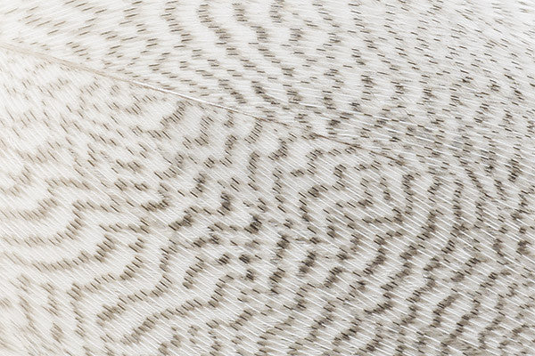 Troutline Premium Mallard Barred Feathers