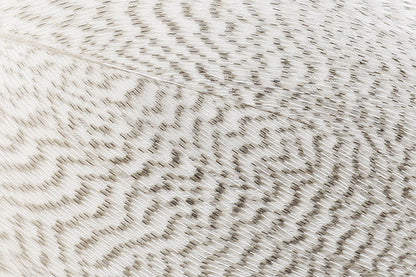 Troutline Premium Mallard Barred Feathers