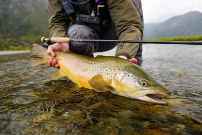 Thomas & Thomas - Thomas & Thomas - Contact III+ Technical Nymphing Rods (New 2026) - Upavon Fly Fishing
