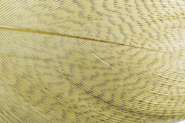 Troutline - Troutline Premium Mallard Barred Feathers - Upavon Fly Fishing