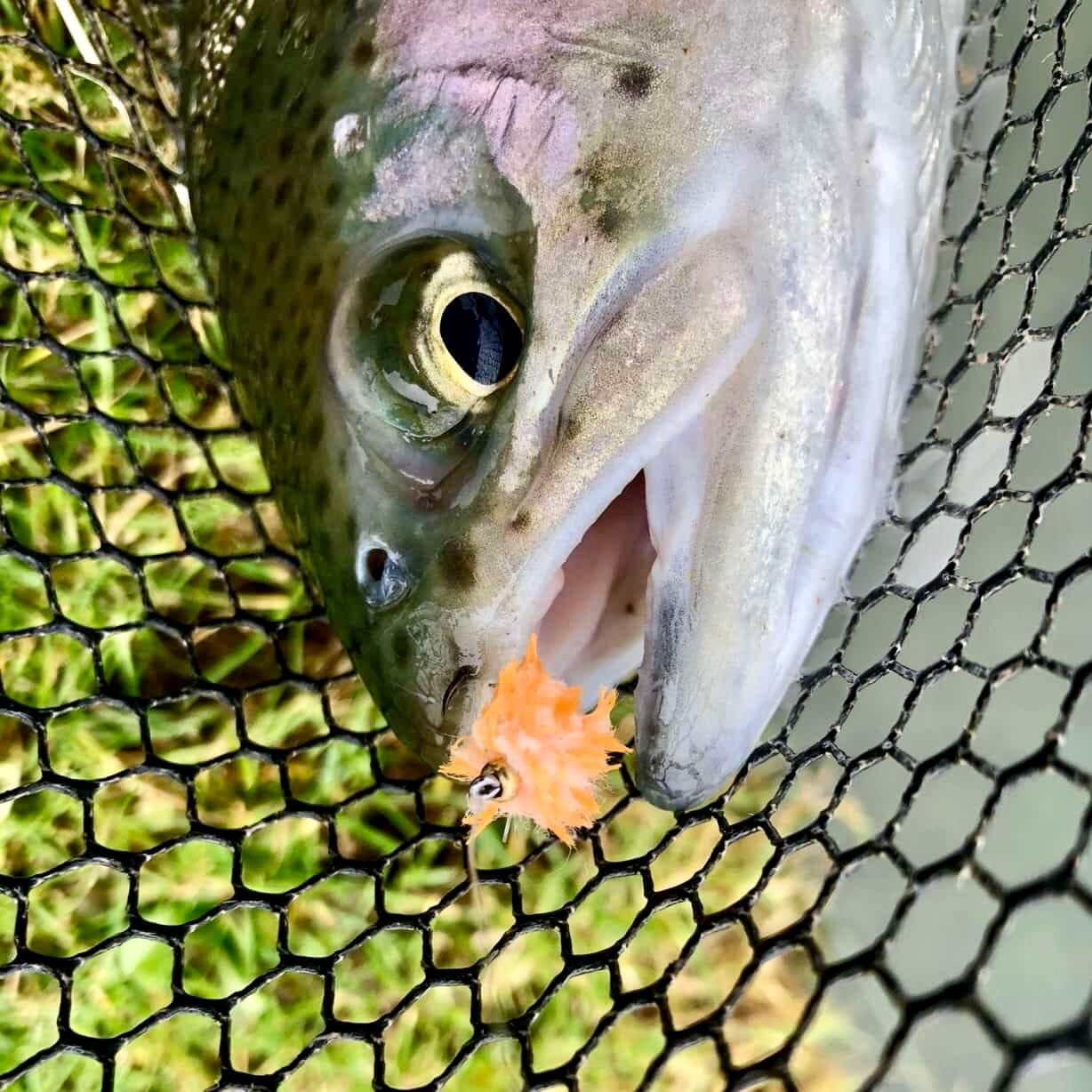 Upavon Atomic Egg Chenille - Upavon Fly Fishing